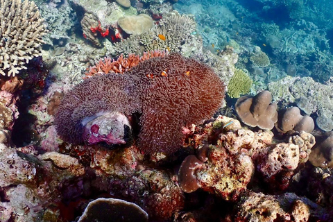 Khao Lak : Excursion de plongée en apnée dans les îles Surin avec le village Moken