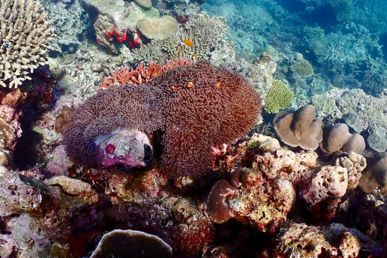 Khao Lak : Excursion de plongée en apnée dans les îles Surin avec le village Moken