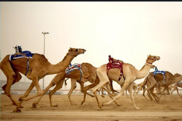 Doha: Westküste Katar &amp; Wüstensafari – private Tour, ganztägigDoha: Westküste von Katar &amp; Wüstensafari – private Tour, ganztägig