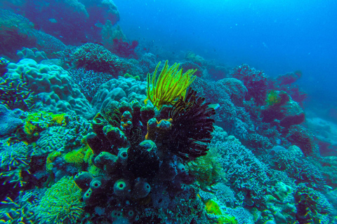 De Zanzibar: Passeio de mergulho com snorkel na Ilha Mnemba com almoçoExcursão compartilhada para mergulho com snorkel na Ilha Mnemba com almoço