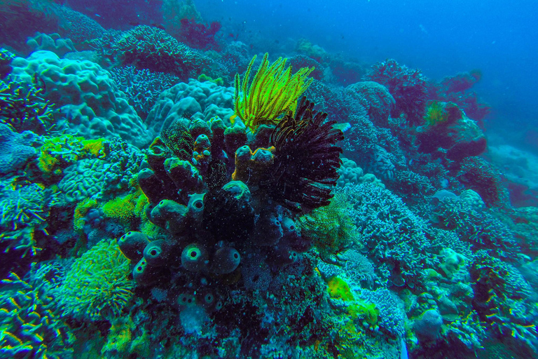 Excursion de plongée en apnée sur l&#039;île de Mnemba avec déjeuner