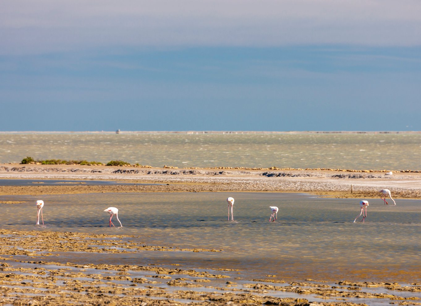 Fra Arles: Halvdags 4x4-safari i Camargue