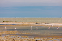 Aus Arles, halbtägiger 4x4 Camargue Safari - Housity