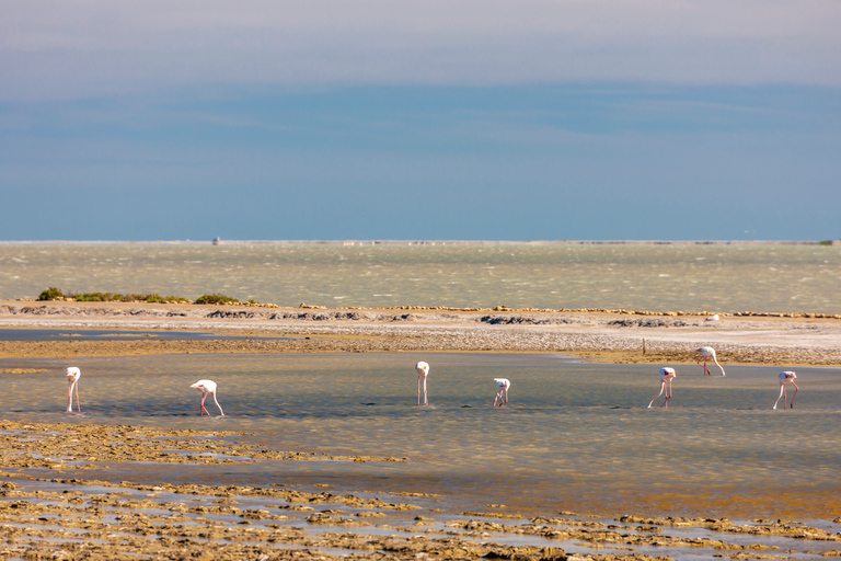 Depuis Arles : safari en Camargue d'une demi-journée en 4x4