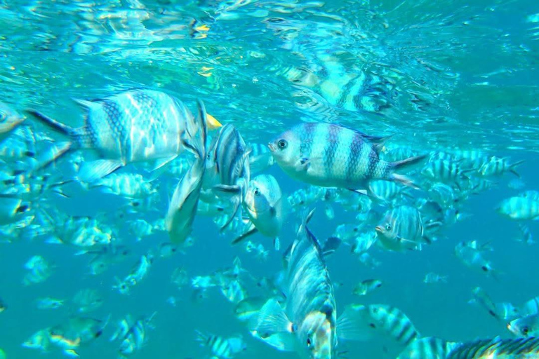Mauritius: Dolphin Watching & Island Adventure Tour Option 1 – Shared 2-Hour Trip