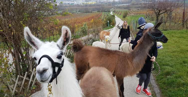 Alpaka Lama Wanderung M dling Wien sterreich Exklusive