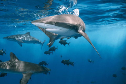 Houston: Entrada a la exposición de tiburones del Museo de Ciencias Naturales