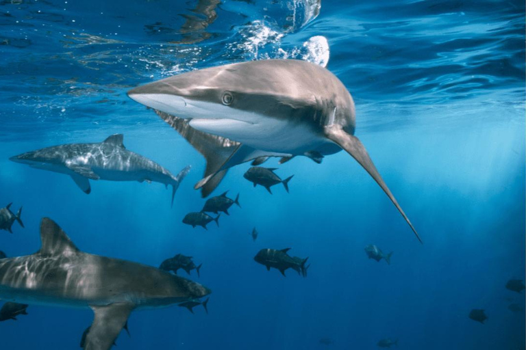 Houston: Entrada na exposição de tubarões do Museu de Ciências Naturais