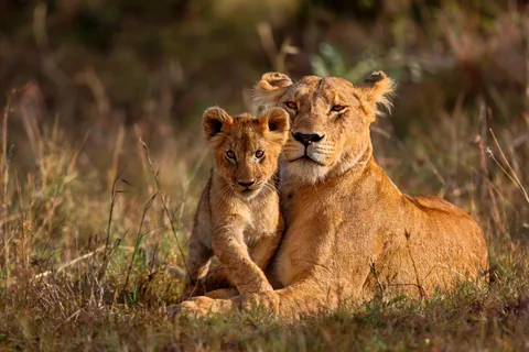 5-Day Simbavati George Camp,(Greater Kruger) All-Inclusive