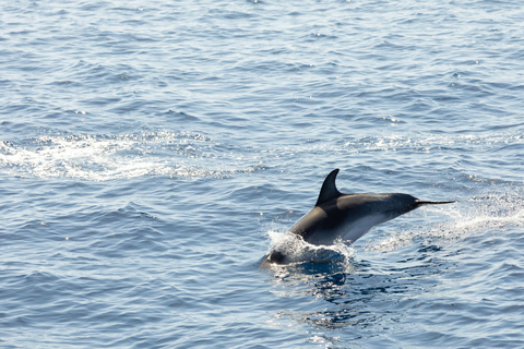 Madeira : Whales and Dolphins wooden boat excursion Tour With hotel pick-up and drop off