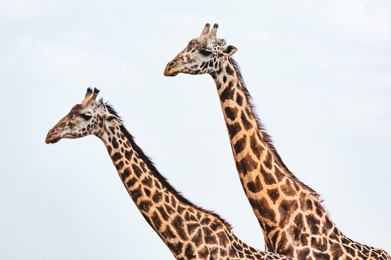 Nairobi Flughafen Zwischenstopp zur Giraffe Center Tour