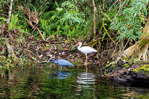 Orlando: Silver Springs Guided Kayak Tour with Shuttle