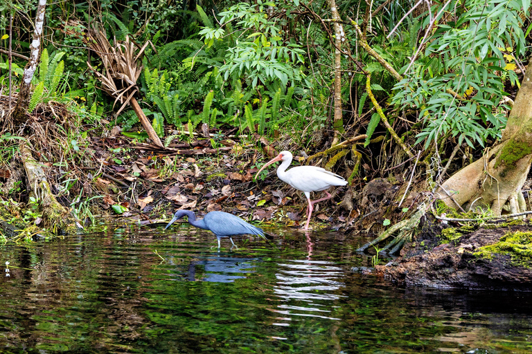 Orlando: Silver Springs Guided Kayak Tour with Shuttle