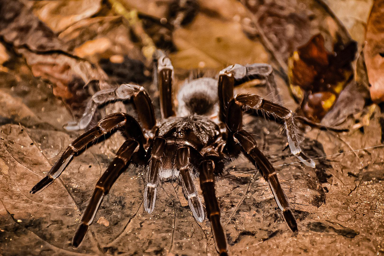 Puerto Viejo: Tour nocturno por la selva salvaje