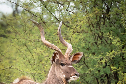 Pilanesberg full safari including lunch and transportation