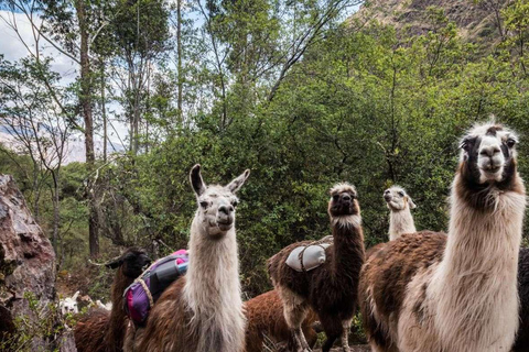 From Cusco: Alpaca and Llama Tour & Picnic |Private|