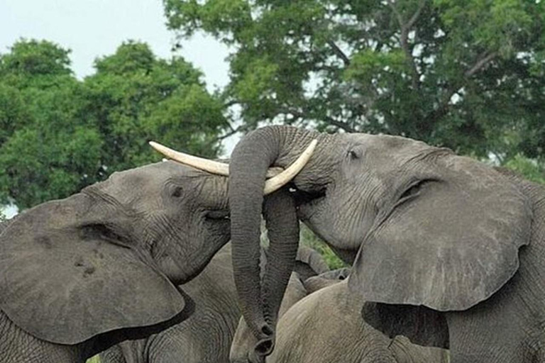 Wspaniały dzień 5 - Park Narodowy Serengeti do krateru Ngorongoroniesamowite serengeti do parku narodowego ngorongoro