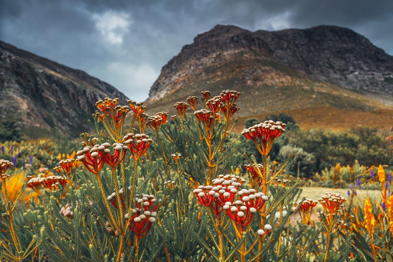 Cape Town: Table Mountain, Kirstenbosch Botanic Garden Tour Small Shared Group Tour ( All fees Entry are included)