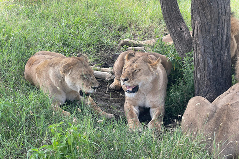 Arusha: 3-Day Serengeti Safari with Accommodation