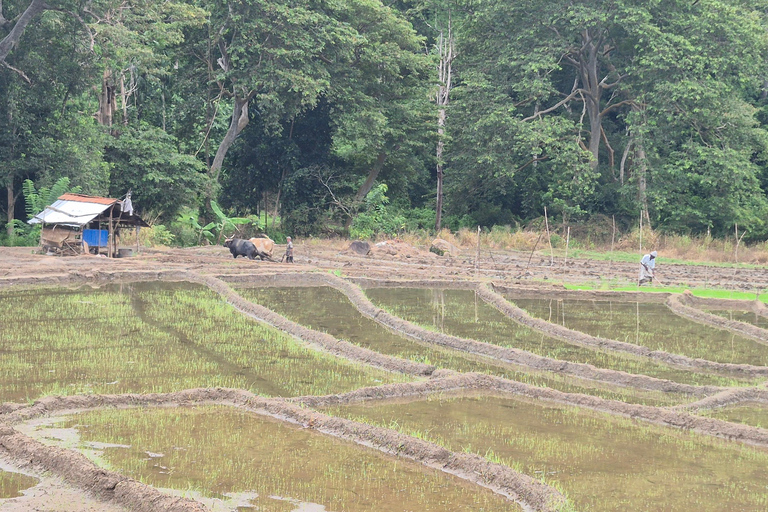 Esplora le cascate iconiche di Ella con un&#039;avventura panoramica in tuk-tuk
