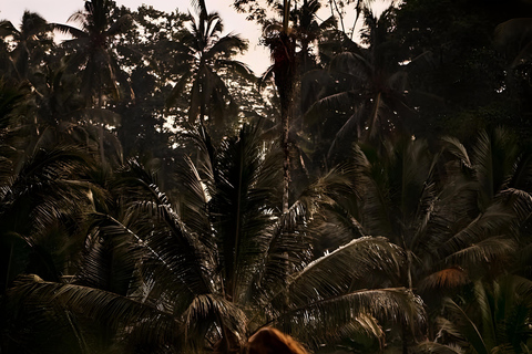 Ubud: Tour privato di templi, cascate e terrazze di risoTour di mezza giornata privato di Ubud 5-6 ore