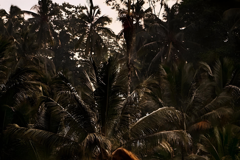 Ubud: Tour privato di templi, cascate e terrazze di risoTour di mezza giornata privato di Ubud 5-6 ore