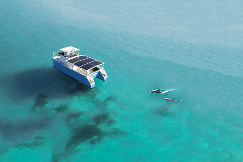 Key West: Dolphin Watch + Guided Snorkel with Honest Eco