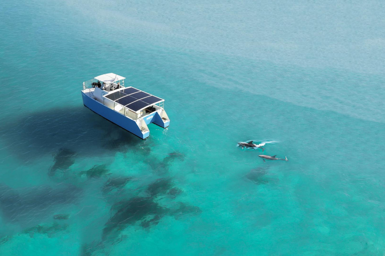 Key West : observation des dauphins et snorkeling guidée avec Honest EcoKey West : observation des dauphins et snorkeling guidé avec Honest Eco