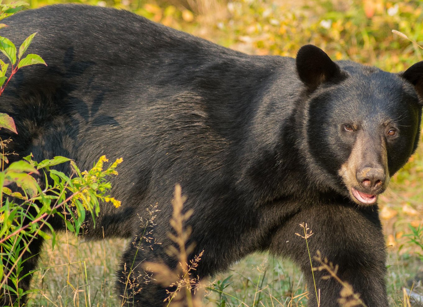 Tadoussac/Charlevoix: Hvalsafari og bjørneobservation