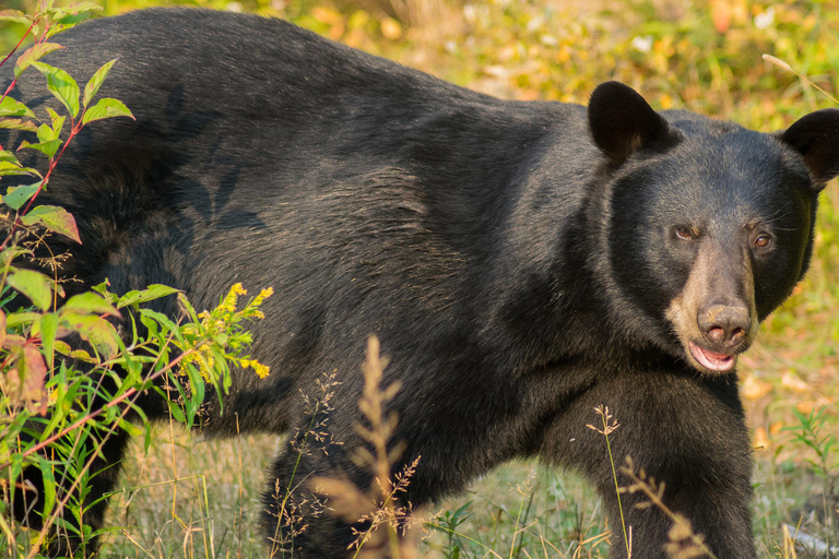 Tadoussac/Charlevoix: Whale Watching Tour & Bear Observation Charlevoix: Whale Watching Boat Tour & Bear Observation