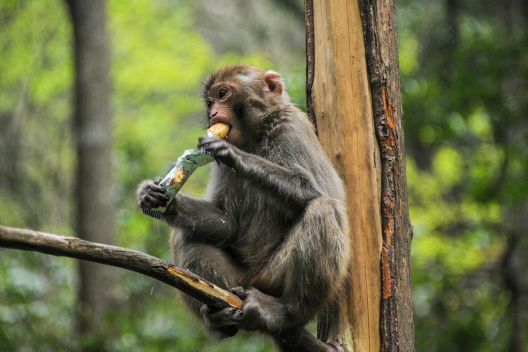 Zhangjiajie Forest Park & Hot Springs