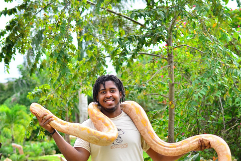 Punta Cana: Buggy After Dark with Snake Encounter & Buffet