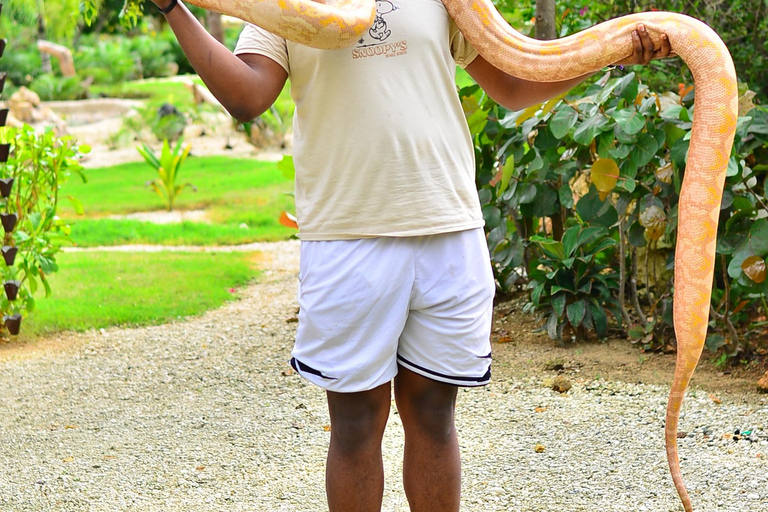Punta Cana: Buggy After Dark with Snake Encounter & Buffet