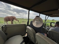 Esilarante Kruger Safari di 3 giorni da Nelspruit - Housity