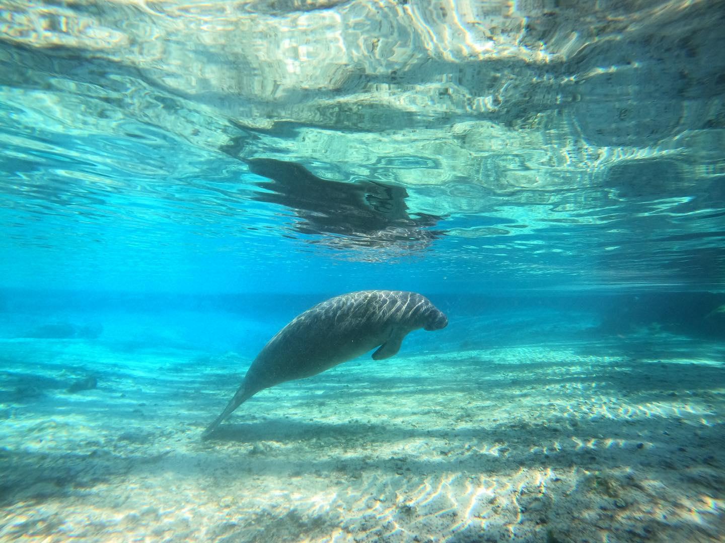 Crystal River: Kleingruppentour zum Schnorcheln mit Seekühen