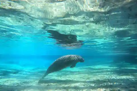 Crystal River: Small-Group Manatee Snorkeling Tour