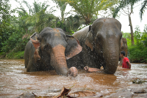 Khao Lak Ethical Elephant Sanctuary Overnight Program Tour with Meeting Point