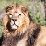 Madrid: biglietto per lo Zoo Aquarium