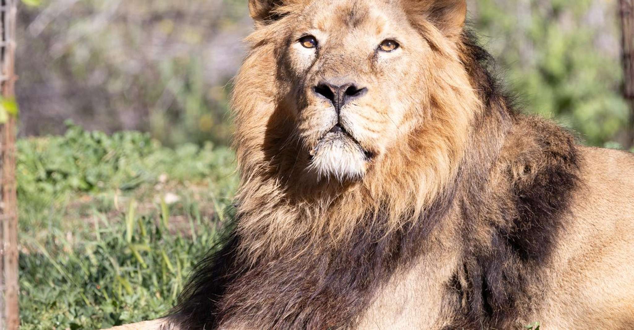 Madrid: Zoo Aquarium Madrid Ticket