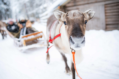 Rovaniemi: Local Reindeer Farm Visit with Sleigh Ride
