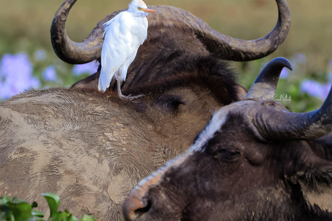 Uganda: 7-Day Wildlife & Primate Safari Adventure