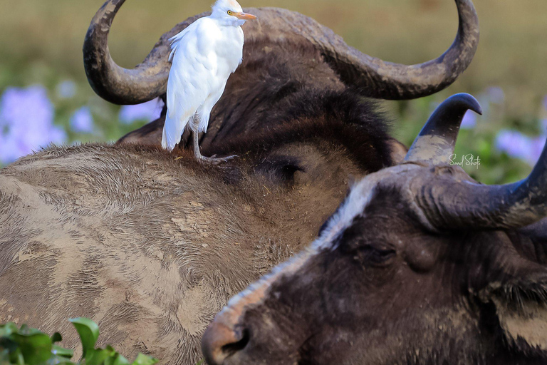 Uganda: 7-Day Wildlife & Primate Safari Adventure