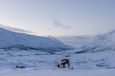 From Tromsø: Snowshoe Hike with Local Guides