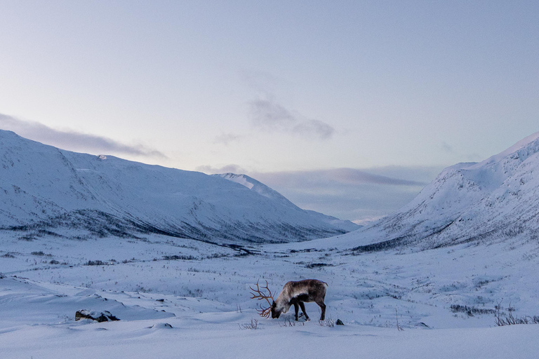 From Tromsø: Snowshoe Hike with Local Guides