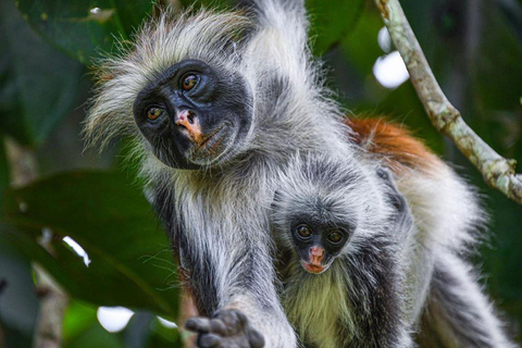 Jozani Forest Tour, The Rock Restaurant, Mnemba Dolphin Tour