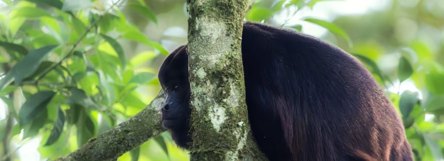 Excursion d'une journée dans la forêt des nuages