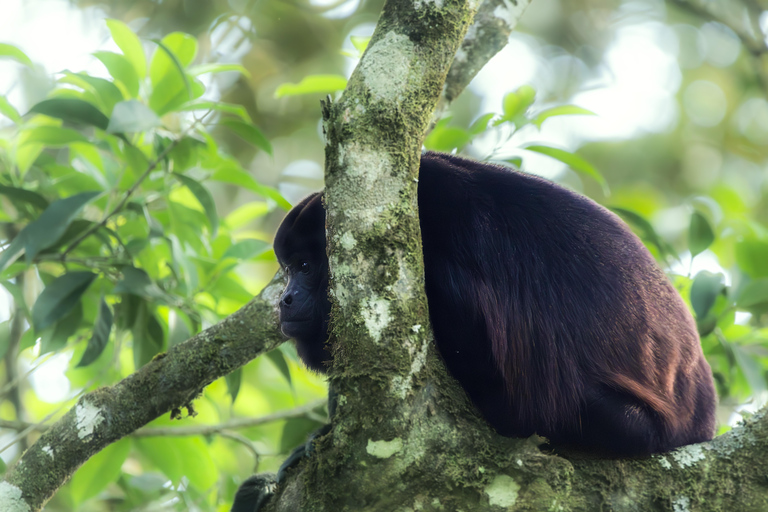 Full day excursion in the cloud Forest