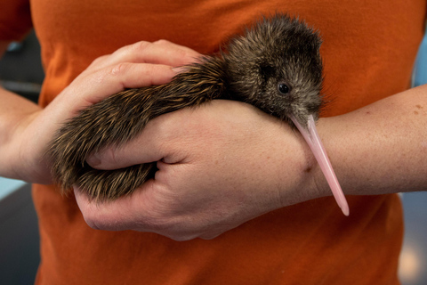 Rotorua: National Kiwi Hatchery TourRotorua: Tur till det nationella kläckeriet för kivifåglar