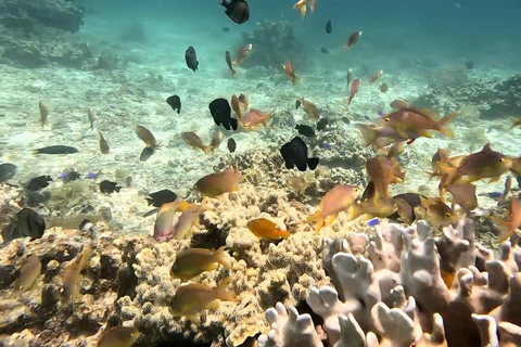 Moalboal: Aventura na Ilha do Pescador e nas Cataratas de Mantayupan!