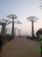 La belleza oeste de Madagascar, Tsingy y Baobab Trees - Housity
